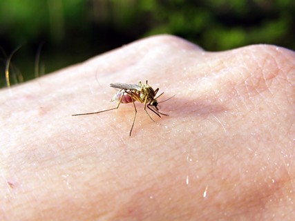 midge on hand of the person