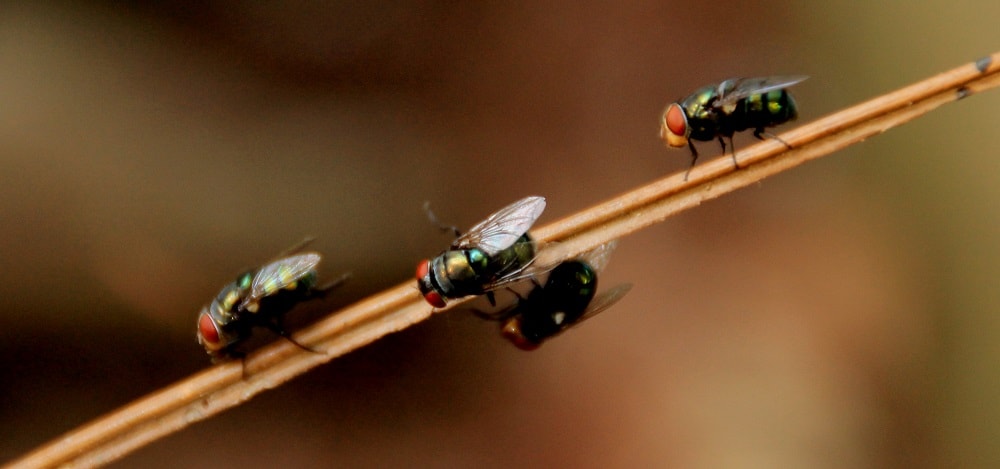 Dont-Allow-Cluster-Flies-to-Get-Comfortable-in-Your-Home