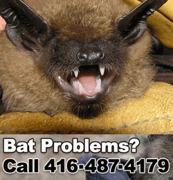 bat