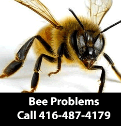 bee