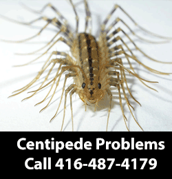 centipede