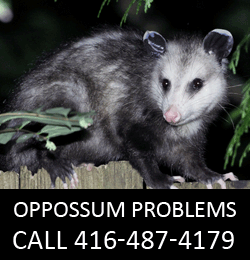 oppossum