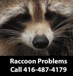 raccoon