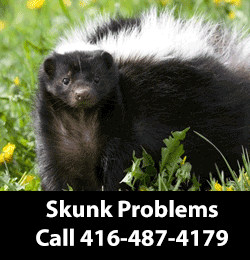 skunk