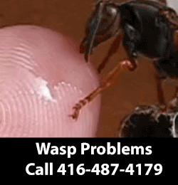 wasp