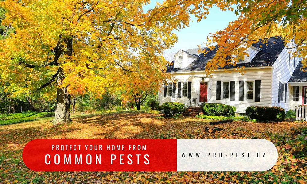 Protect-your-home-from-common-pests