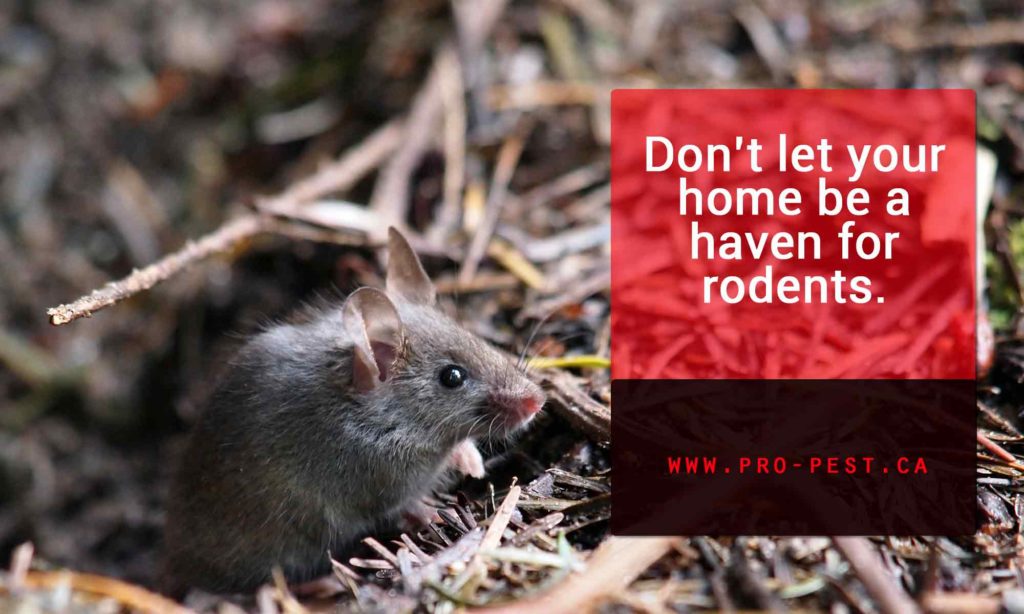 Dont-let-your-home-be-a-haven-for-rodents-1024x614