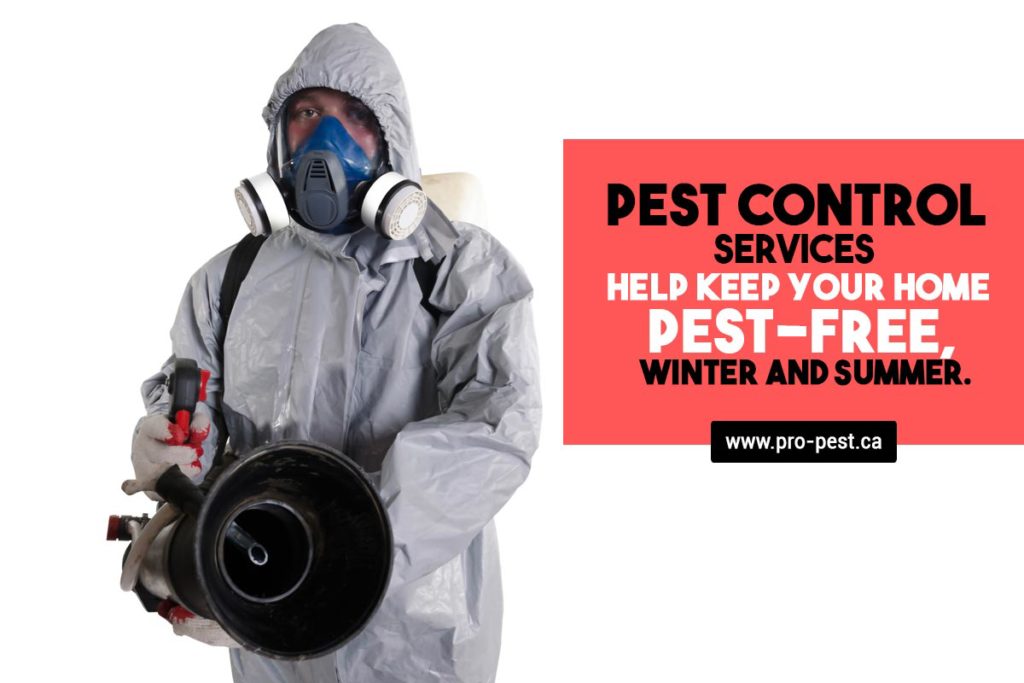 Pest-control-services-help-keep-your-home-pest-free-winter-and-summer-1024x683