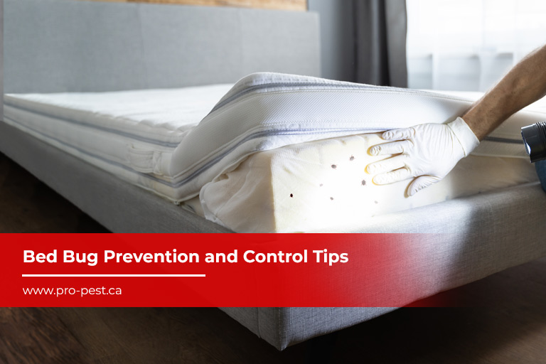 Bed Bug Prevention and Control Tips