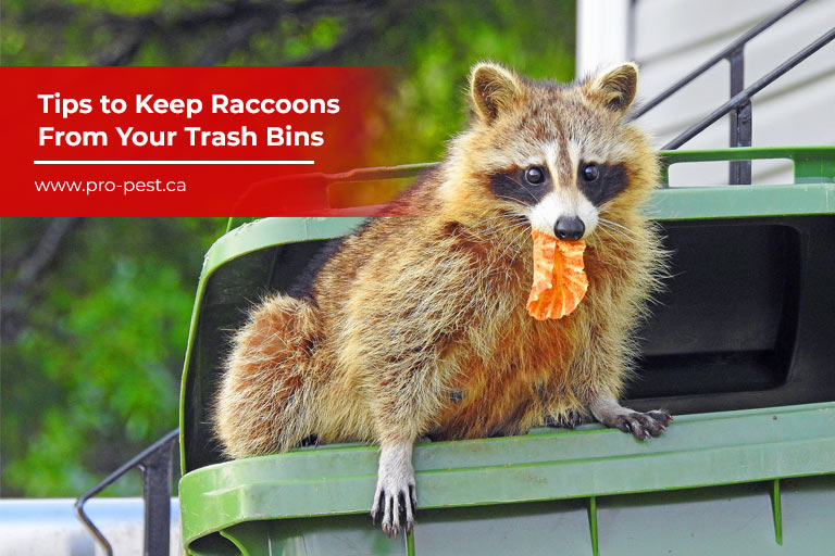 Tips to Keep Raccoons From Your Trash Bins