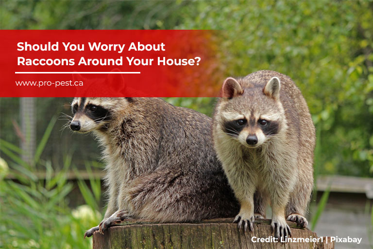 Should You Worry About Raccoons Around Your House?