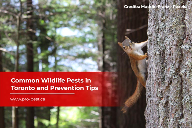 Common Wildlife Pests in Toronto and Prevention Tips