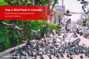Top 4 Bird Pest in Canada