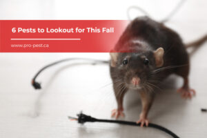 6-Pests-to-Lookout-for-This-Fall