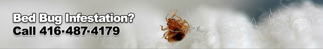 splash_faq_insect_bedbugs