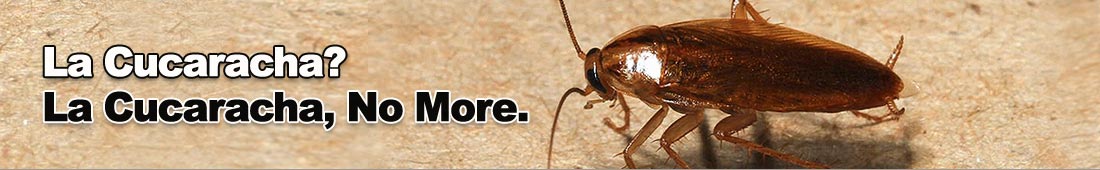 splash_faq_insect_cockroaches