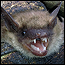 wildlife_bats