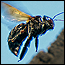wildlife_bees