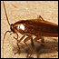 wildlife_cockroaches