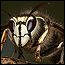 wildlife_hornets