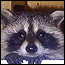 wildlife_raccoons