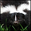 wildlife_skunks