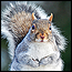 wildlife_squirrels