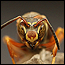 wildlife_wasps