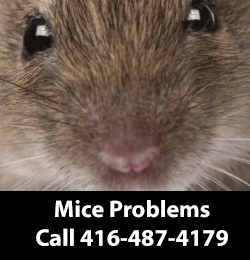 mice