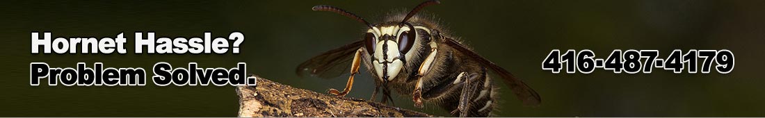 splash_faq_insect_hornets