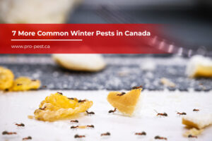 7 More Common Winter Pests in Canada