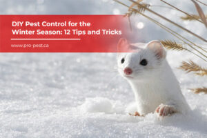 DIY Pest Control for the Winter Season: 12 Tips and Tricks