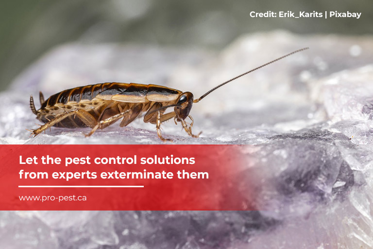 Let the pest control solutions from experts exterminate them
