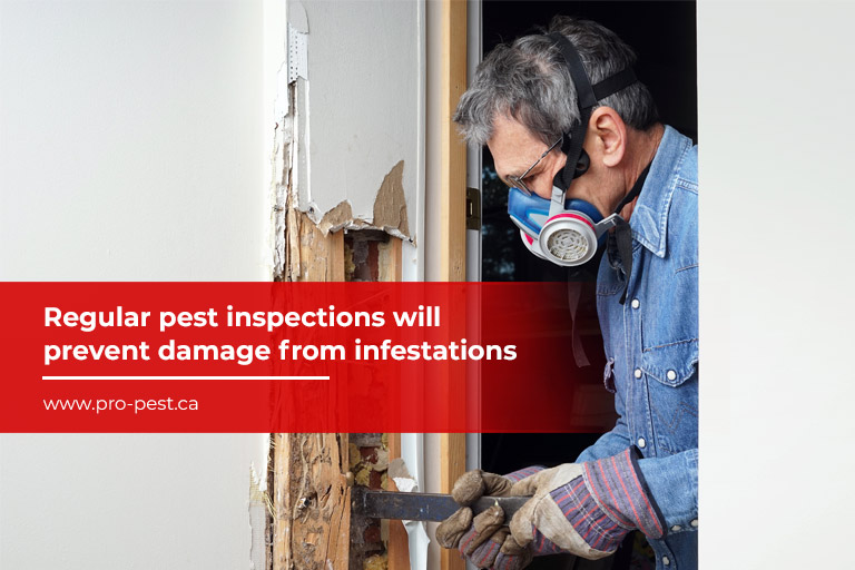 Regular pest inspections will prevent damage from infestations