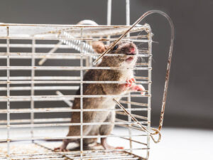 Why-Is-Professional-Rat-Removal-More-Effective-Than-Store-Bought-Traps