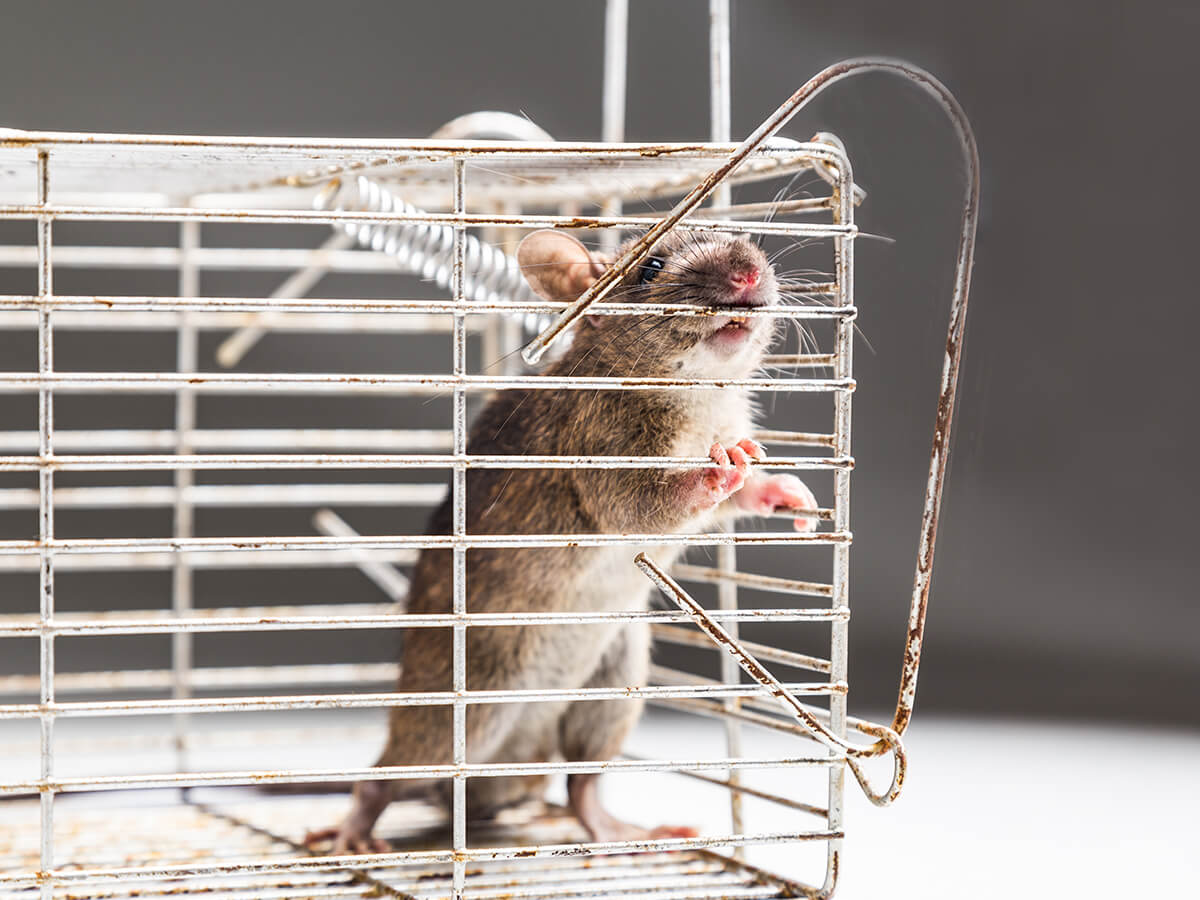 Why-Is-Professional-Rat-Removal-More-Effective-Than-Store-Bought-Traps