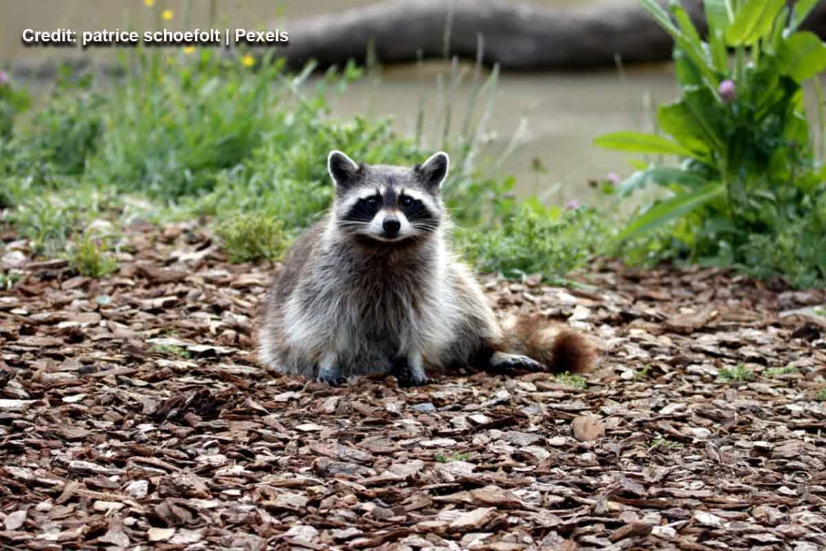 Why-Are-Raccoons-So-Common-in-Downtown-Toronto