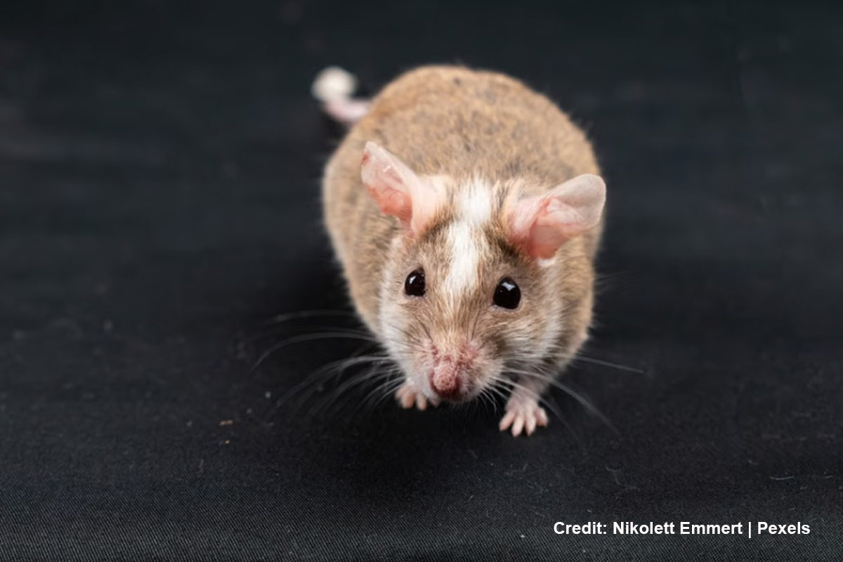 How-Can-Toronto-Homeowners-Keep-Mice-Out-Year-Round