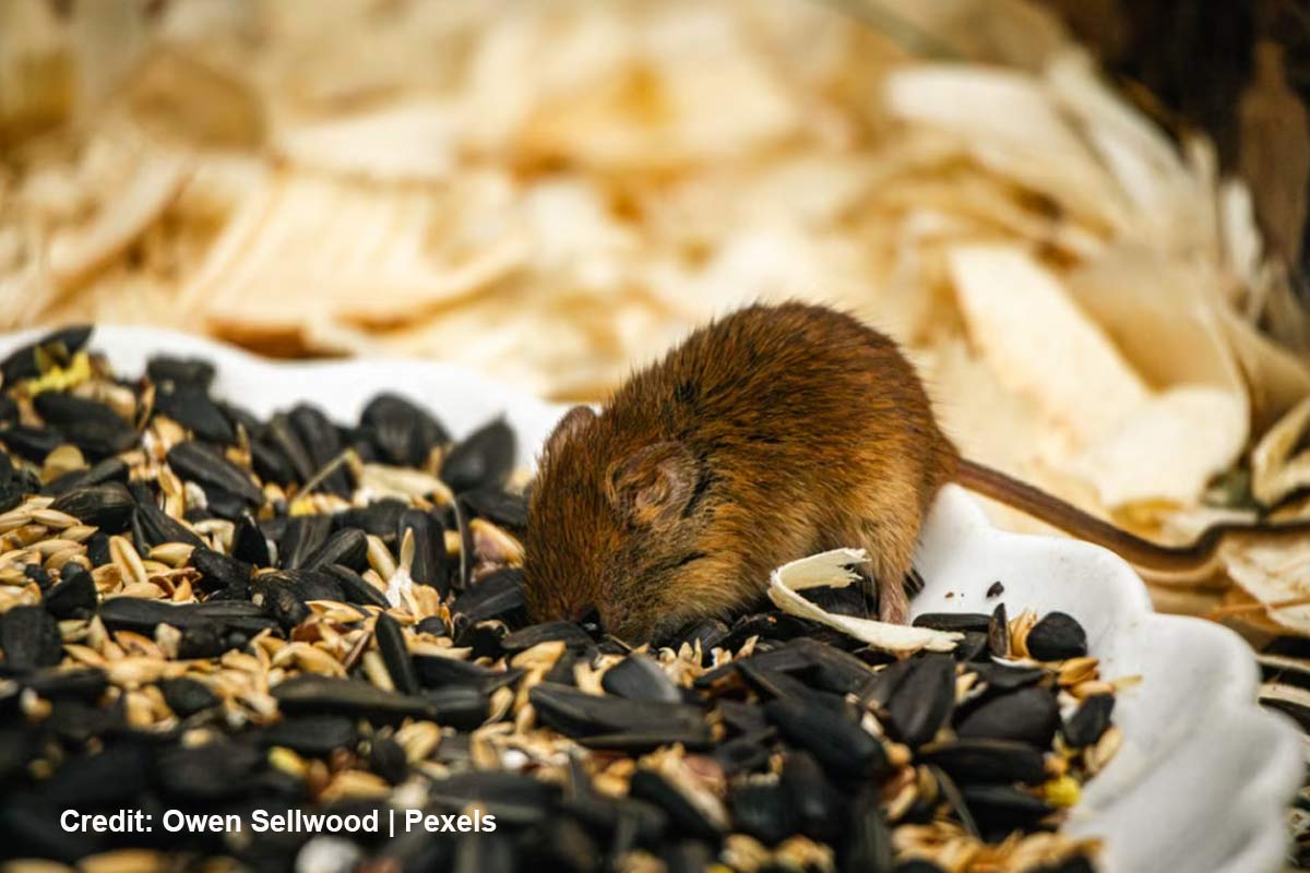 How-Does-Landscaping-Influence-Rodent-Activity