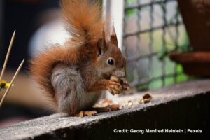 Why-Are-Squirrels-a-Growing-Concern-for-Toronto-Condo-Owners